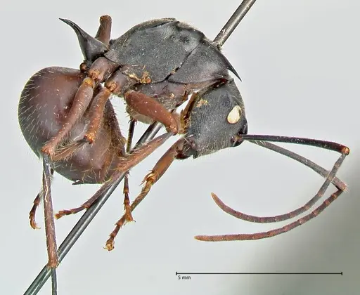 Polyrhachis spinigera specimen FOCOL2604 image focol2604_4