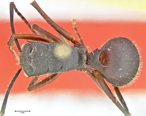 Polyrhachis spinigera specimen FOCOL2605 image focol2605_1