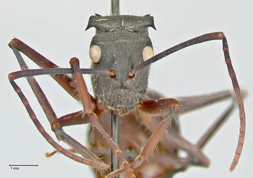 Polyrhachis spinigera specimen FOCOL2605 image focol2605_2