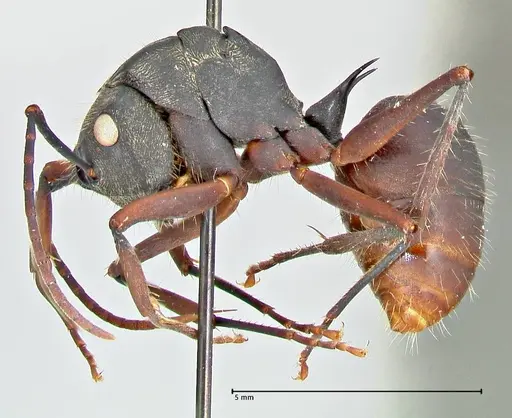 Polyrhachis spinigera specimen FOCOL2605 image focol2605_3