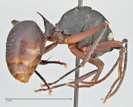 Polyrhachis spinigera specimen FOCOL2605 image focol2605_4