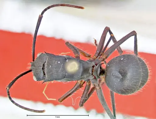 Polyrhachis spinigera specimen FOCOL2606 image focol2606_1