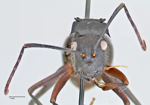 Polyrhachis spinigera specimen FOCOL2606 image focol2606_2