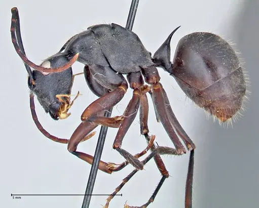 Polyrhachis spinigera specimen FOCOL2606 image focol2606_3