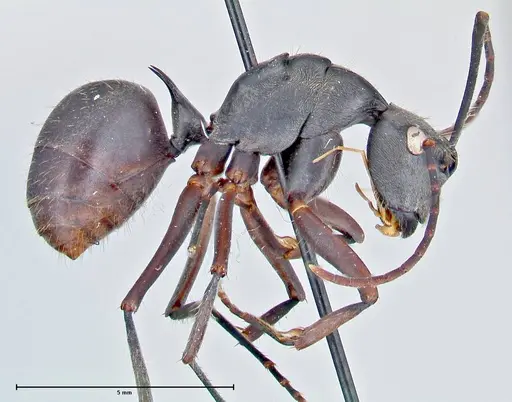 Polyrhachis spinigera specimen FOCOL2606 image focol2606_4
