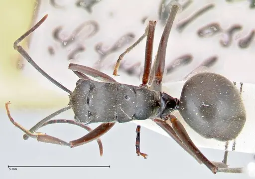 Polyrhachis spinigera specimen FOCOL2637 image focol2637_1