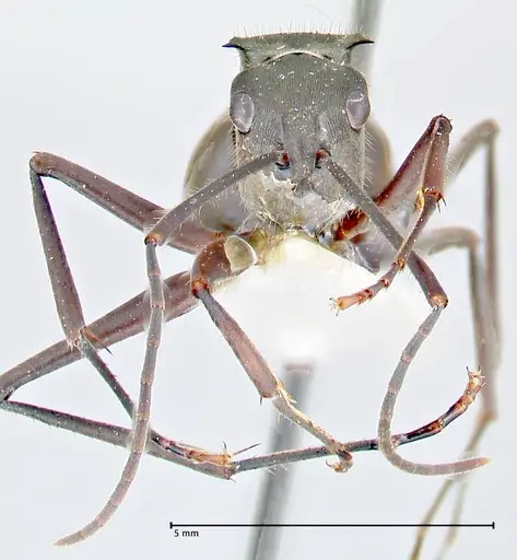 Polyrhachis spinigera specimen FOCOL2637 image focol2637_2