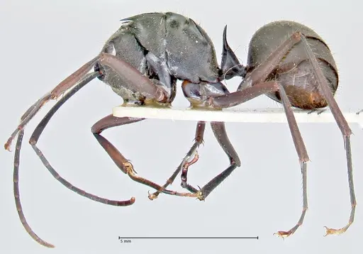 Polyrhachis spinigera specimen FOCOL2637 image focol2637_3