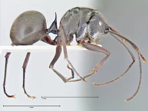 Polyrhachis spinigera specimen FOCOL2637 image focol2637_4