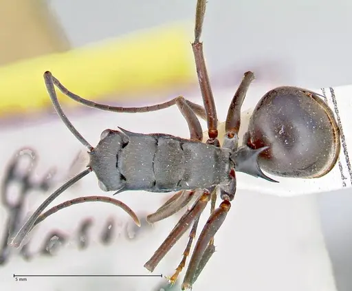 Polyrhachis spinigera specimen FOCOL2638 image focol2638_1