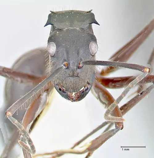 Polyrhachis spinigera specimen FOCOL2638 image focol2638_2