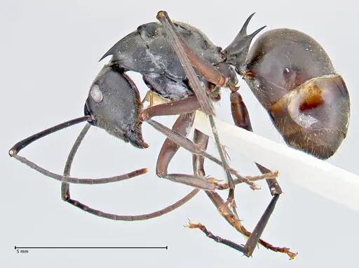 Polyrhachis spinigera specimen FOCOL2638 image focol2638_3