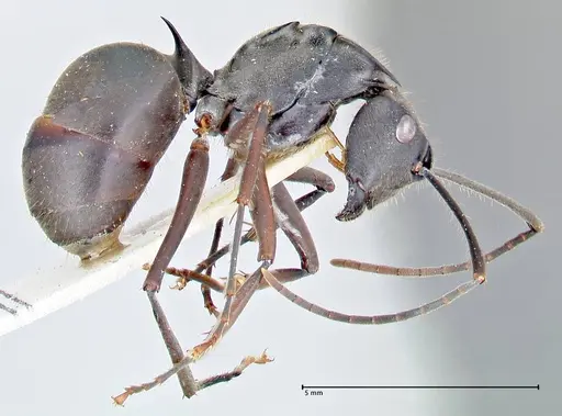 Polyrhachis spinigera specimen FOCOL2638 image focol2638_4