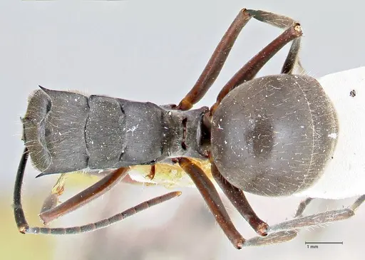 Polyrhachis spinigera specimen FOCOL2639 image focol2639_1