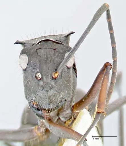 Polyrhachis spinigera specimen FOCOL2639 image focol2639_2