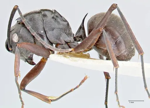 Polyrhachis spinigera specimen FOCOL2639 image focol2639_3