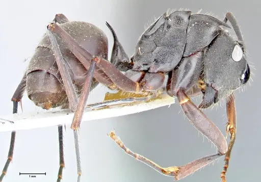 Polyrhachis spinigera specimen FOCOL2639 image focol2639_4