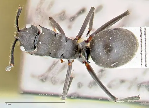 Polyrhachis spinigera specimen FOCOL2640 image focol2640_1