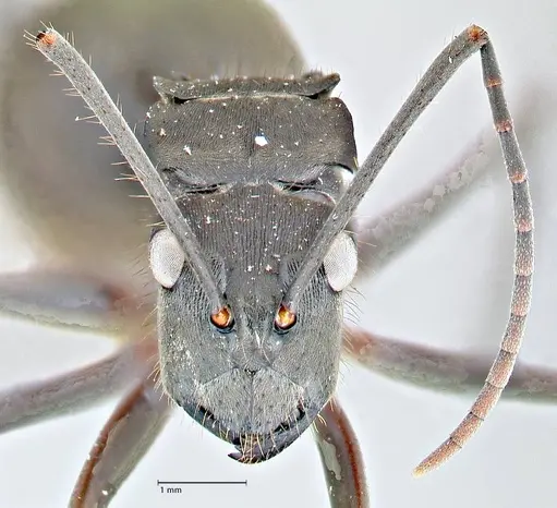 Polyrhachis spinigera specimen FOCOL2640 image focol2640_2