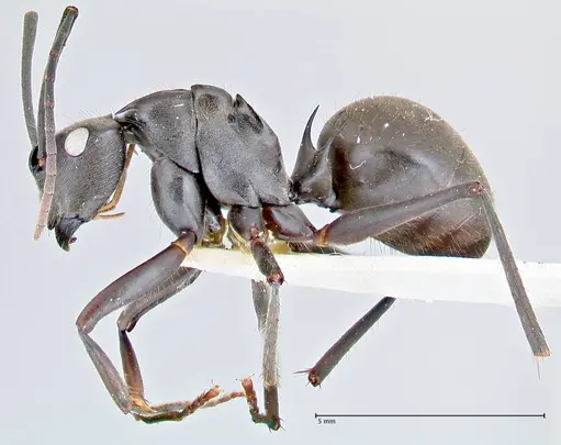 Polyrhachis spinigera specimen FOCOL2640 image focol2640_3