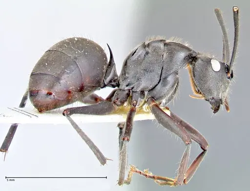 Polyrhachis spinigera specimen FOCOL2640 image focol2640_4