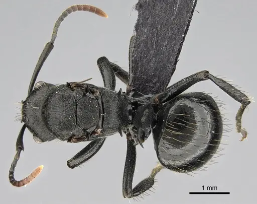 Polyrhachis spitteleri specimen CASENT0086055 image casent0086055_1