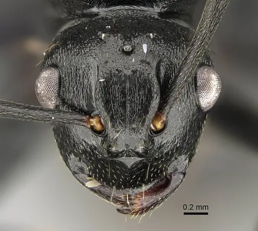 Polyrhachis spitteleri specimen CASENT0086055 image casent0086055_2