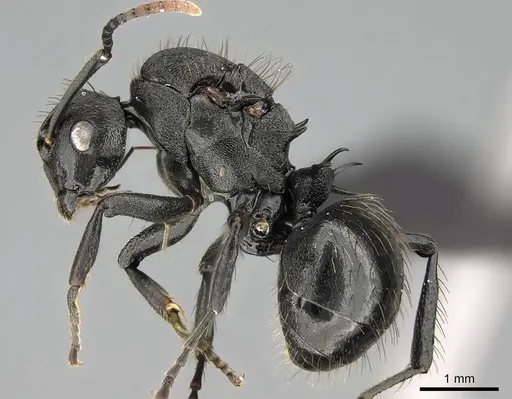 Polyrhachis spitteleri specimen CASENT0086055 image casent0086055_3