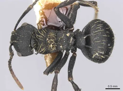 Polyrhachis spitteleri specimen CASENT0906823 image casent0906823_1