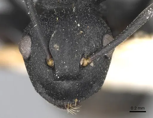 Polyrhachis spitteleri specimen CASENT0906823 image casent0906823_2