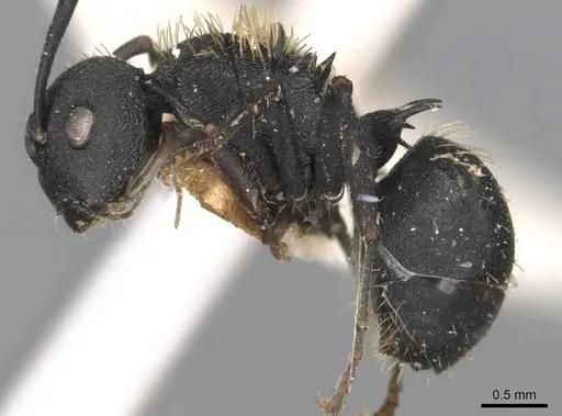 Polyrhachis spitteleri specimen CASENT0906823 image casent0906823_3