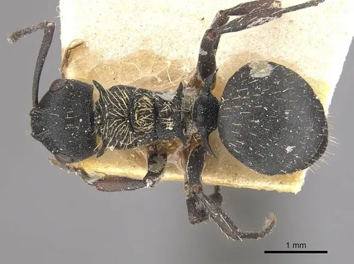 Polyrhachis spitteleri specimen CASENT0910958 image casent0910958_1
