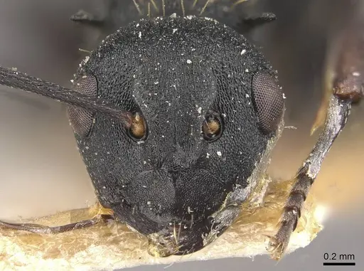 Polyrhachis spitteleri specimen CASENT0910958 image casent0910958_2