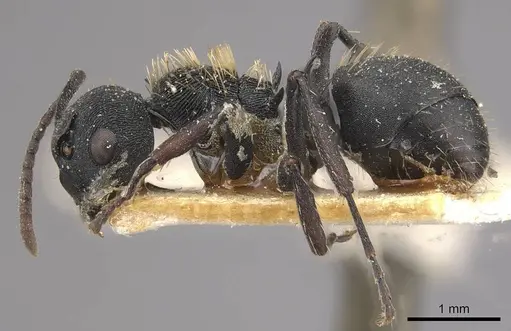 Polyrhachis spitteleri specimen CASENT0910958 image casent0910958_3