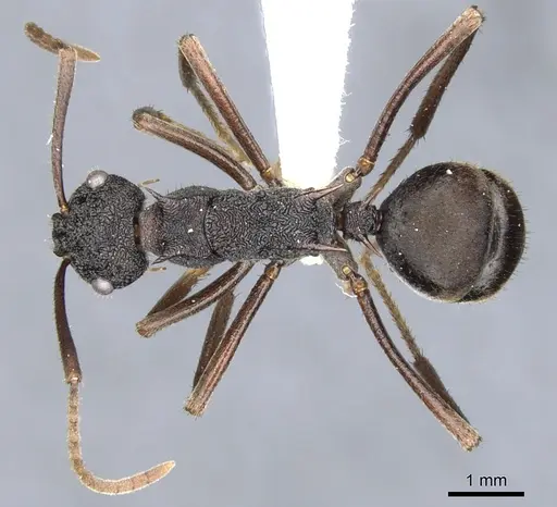 Polyrhachis stigmatifera specimen CASENT0903352 image casent0903352_1