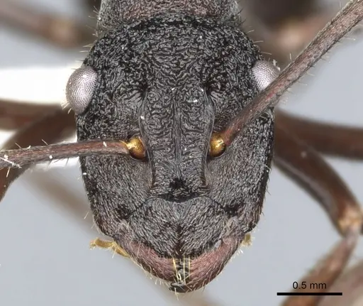 Polyrhachis stigmatifera specimen CASENT0903352 image casent0903352_2