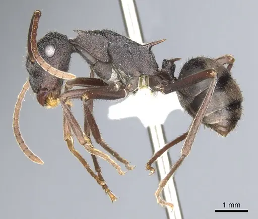 Polyrhachis stigmatifera specimen CASENT0903352 image casent0903352_3