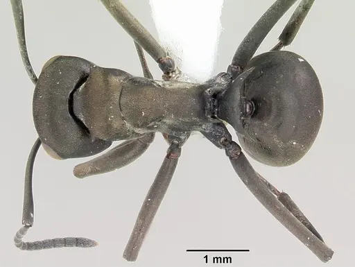 Polyrhachis storki specimen CASENT0103183 image casent0103183_1