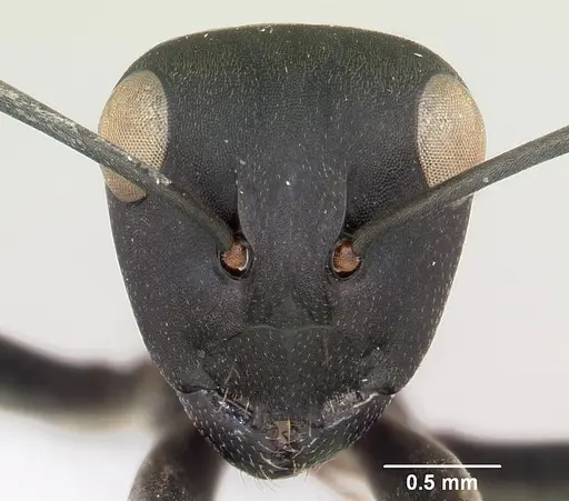 Polyrhachis storki specimen CASENT0103183 image casent0103183_2