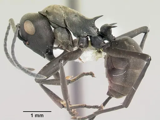 Polyrhachis storki specimen CASENT0103183 image casent0103183_3