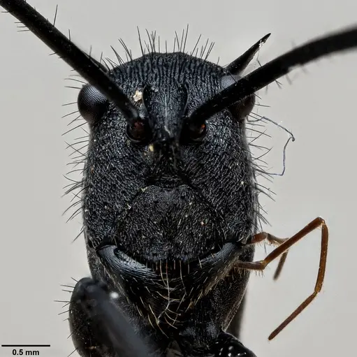 Polyrhachis striata specimen ANTWEB1060644 image antweb1060644_1