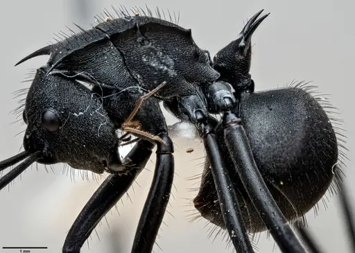 Polyrhachis striata specimen ANTWEB1060644 image antweb1060644_2