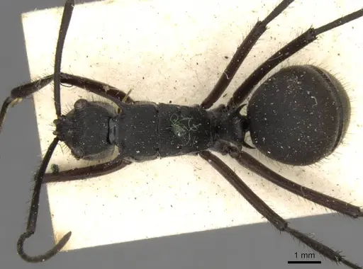 Polyrhachis striata specimen CASENT0906817 image casent0906817_1