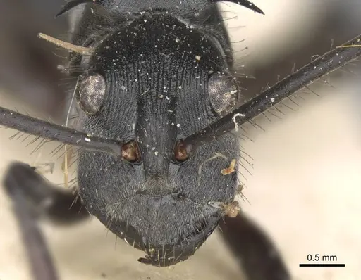 Polyrhachis striata specimen CASENT0906817 image casent0906817_2