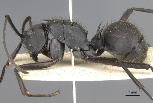 Polyrhachis striata specimen CASENT0906817 image casent0906817_3
