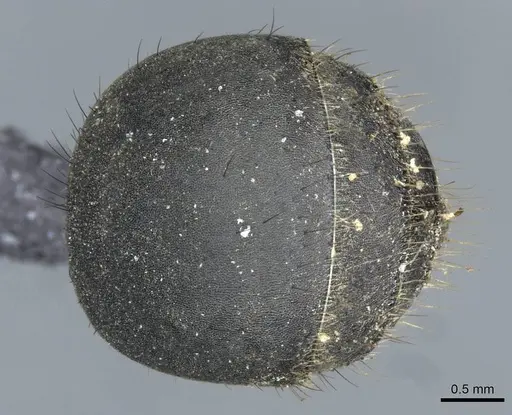 Polyrhachis striata specimen CASENT0910927 image casent0910927_2