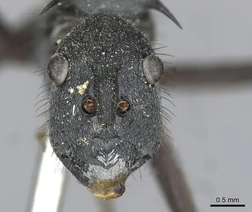 Polyrhachis striata specimen CASENT0910927 image casent0910927_3