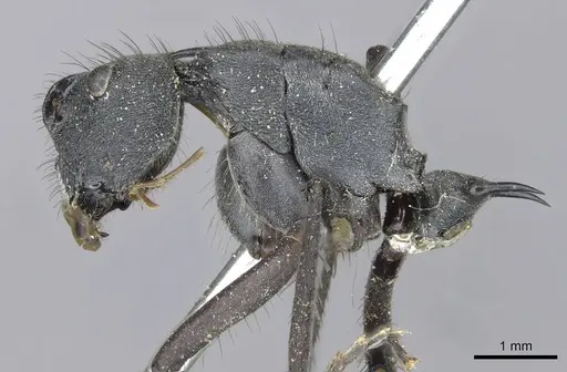 Polyrhachis striata specimen CASENT0910927 image casent0910927_4