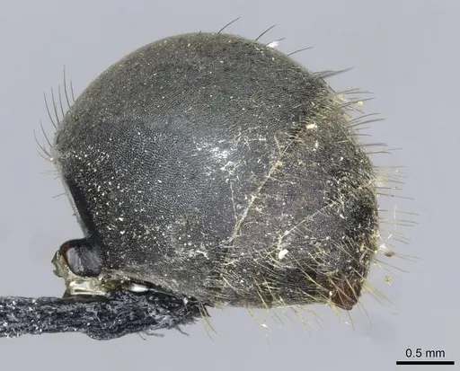 Polyrhachis striata specimen CASENT0910927 image casent0910927_5