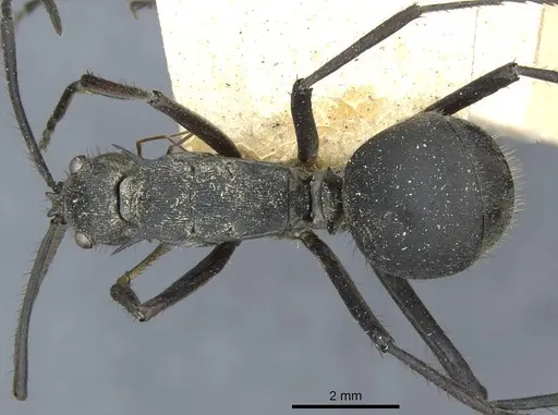 Polyrhachis striata specimen CASENT0910928 image casent0910928_1
